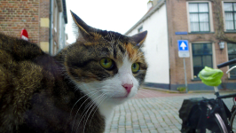 Straatpoes, Veerpoortstraat, Doesburg.