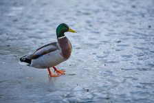 Duck on ice, Bleekersgracht, Veerpoortdijk, Doesburg