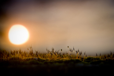 Mos op de muur bij ondergaande zon, Veerpoortdijk, Doesburg