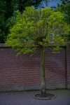 Fris lentegroen, Kloostertuin, Doesburg.