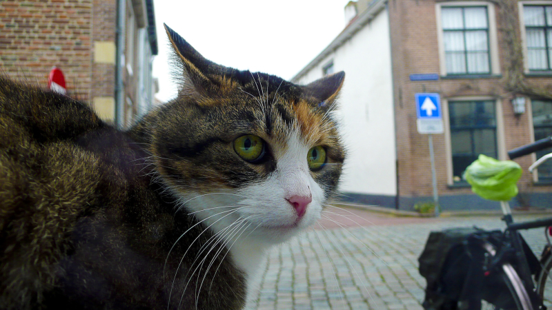 Straatpoes, Veerpoortstraat, Doesburg.