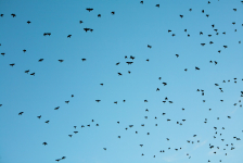 Roekenkolonie van Doesburg.