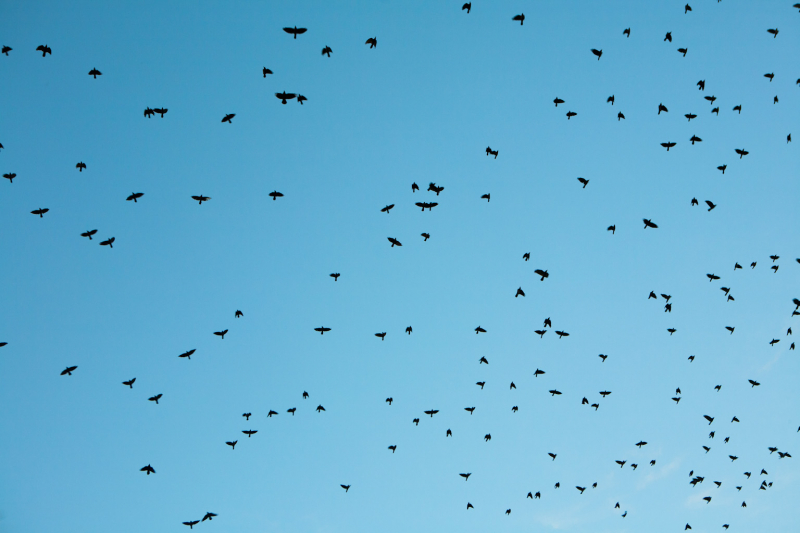 Roekenkolonie van Doesburg.