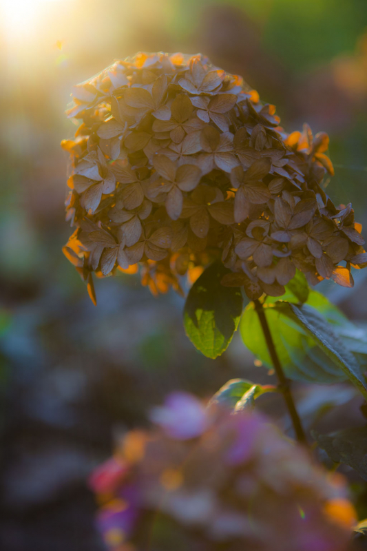 Hortensia.