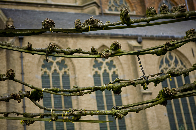 Geleide Lindes op de Markt, Doesburg.