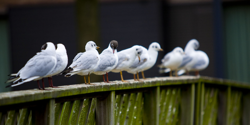 Meeuwen op de brug, De Hessegracht, Doesburg