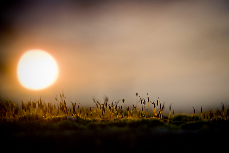 Mos op de muur bij ondergaande zon, Veerpoortdijk, Doesburg