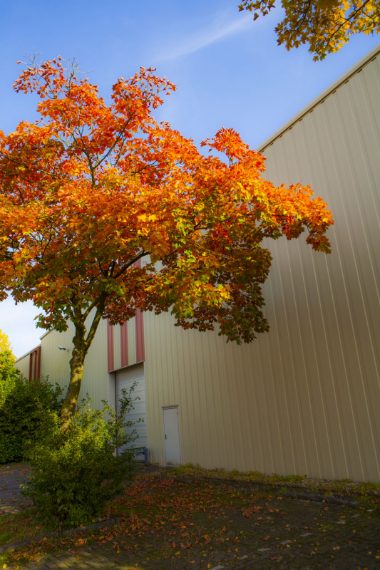 Herfstboom